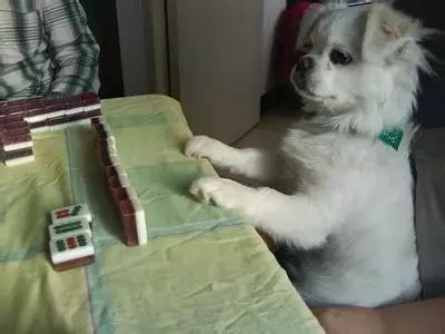 撿麻將玩游戲叫什么_撿麻將游戲怎么玩_撿麻將玩游戲怎么玩